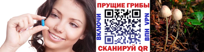 Галлюциногенные грибы Psilocybe  Купить закладки  Невельск 